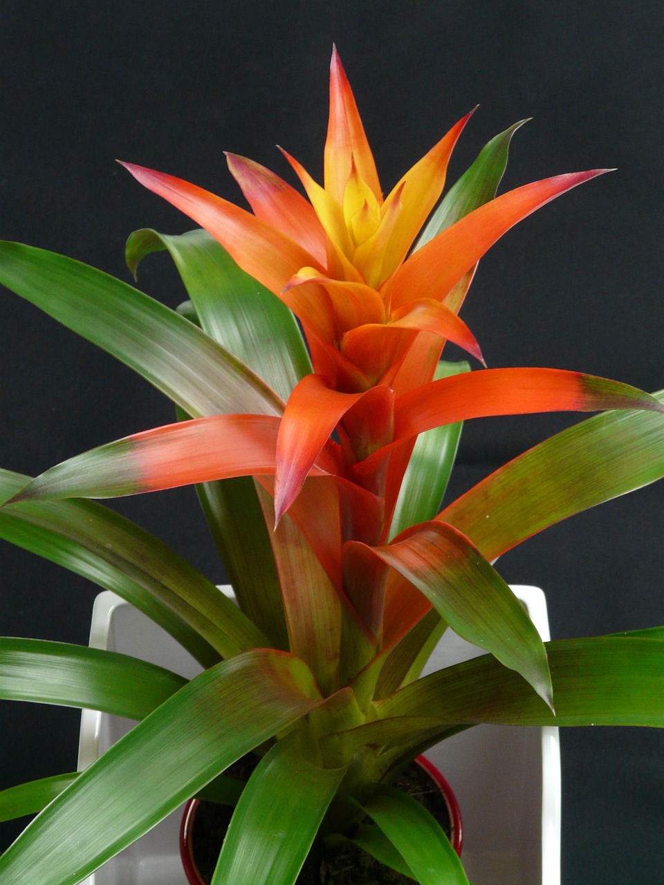 Guzmanija Bromelija