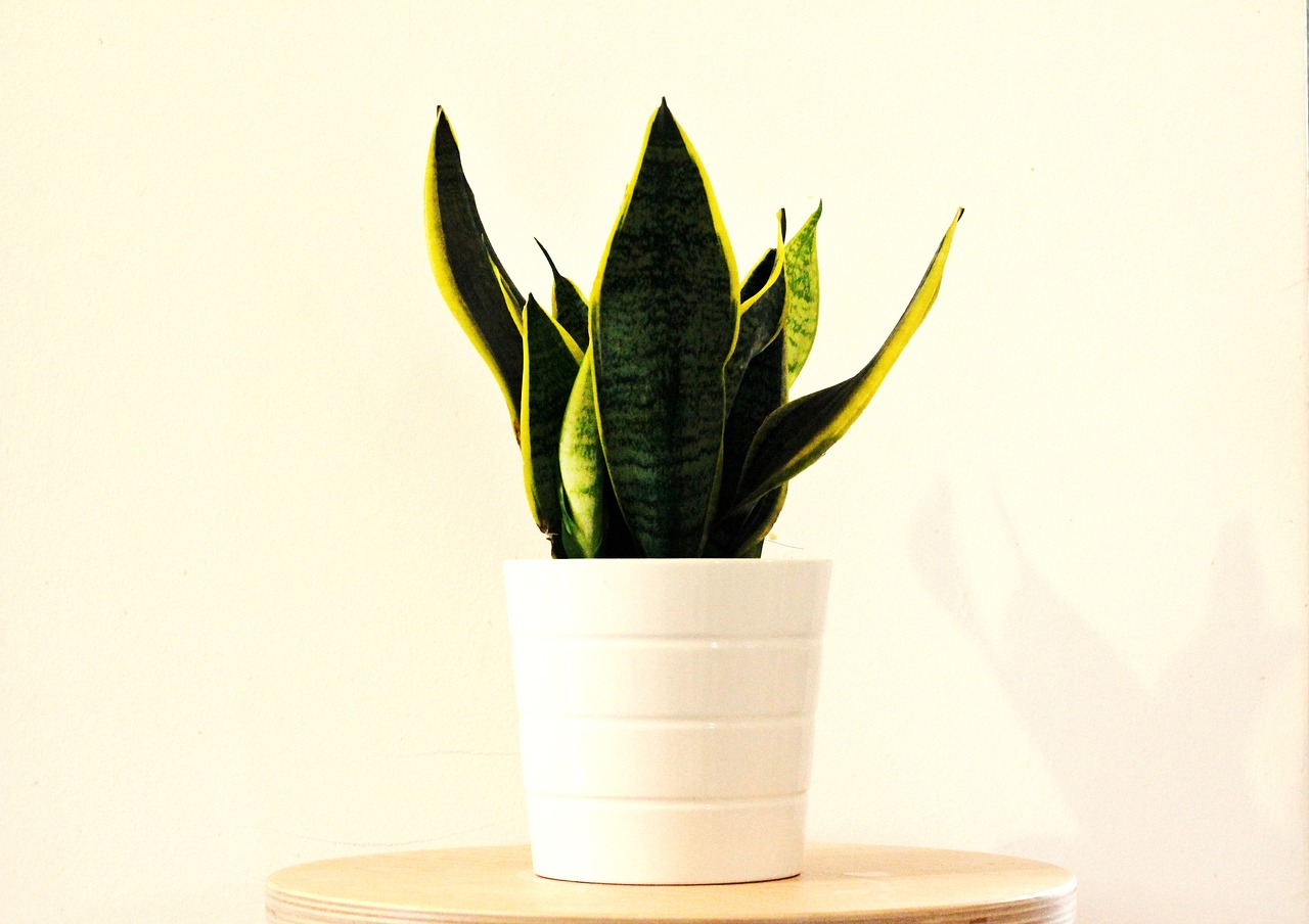 Biljka zmija/Sabljica (Sansevieria trifasciata)